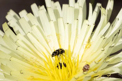 Beetles in a Reichardia flower, France — Nicolas Marincic