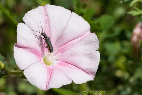 Soldier beetle on pink bindweed, France — Nicolas Marincic