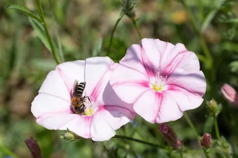Bee visiting pink bindweed, France — Nicolas Marincic