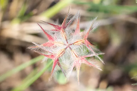 Star clover seed head, France — Nicolas Marincic