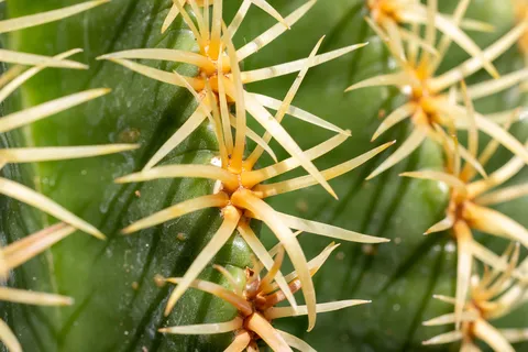 Golden cactus spines, France — Nicolas Marincic