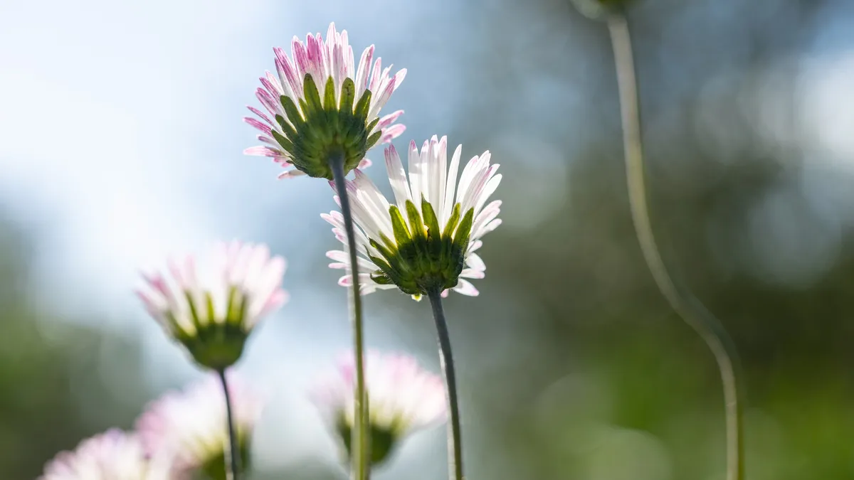 Backlit daisies, France — Nicolas Marincic