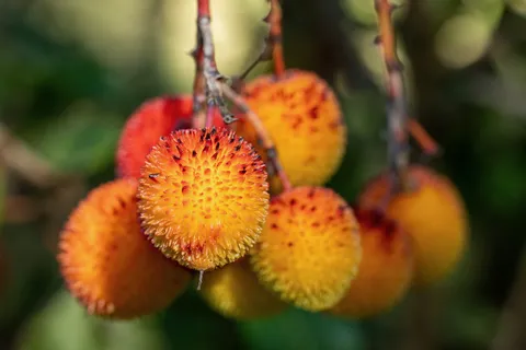 Ripe strawberry-tree fruits, orange and red, France — Nicolas Marincic