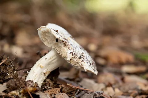 Shaggy ink cap on the forest floor, France — Nicolas Marincic