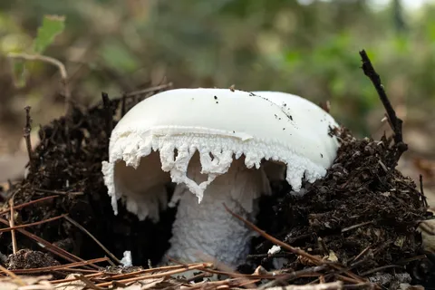 White mushroom pushing through pine litter, France — Nicolas Marincic