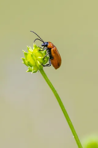 Red lily beetle on a buttercup bud, France — Nicolas Marincic