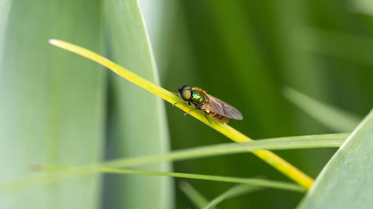 Hoverfly on a yellow blade of grass, France — Nicolas Marincic