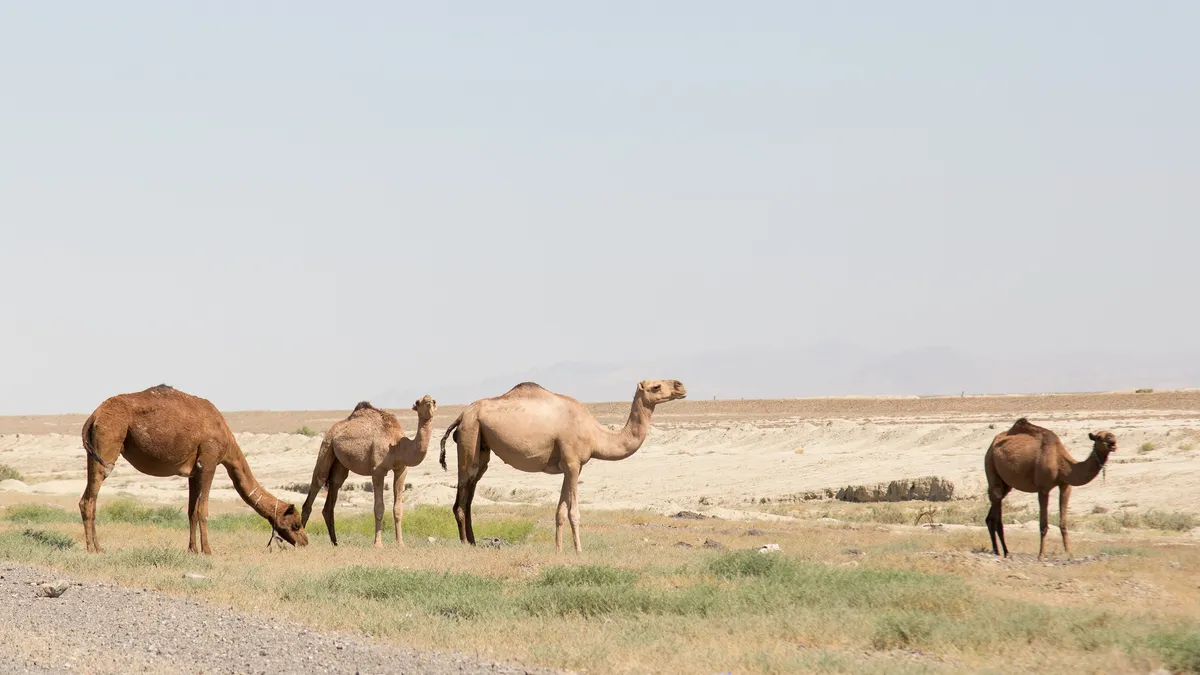 Camels grazing on the Turkmen steppe, Turkmenistan — Nicolas Marincic