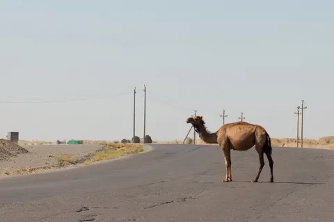 Camel crossing the Karakum desert highway, Turkmenistan — Nicolas Marincic
