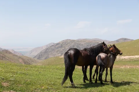 Horses grazing in a high valley, Kyrgyzstan — Nicolas Marincic