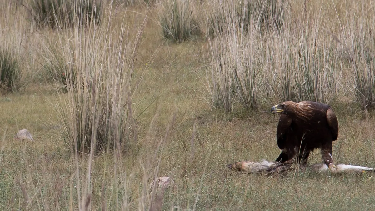 Golden eagle on its prey, eagle-hunting demonstration, Kyrgyzstan — Nicolas Marincic
