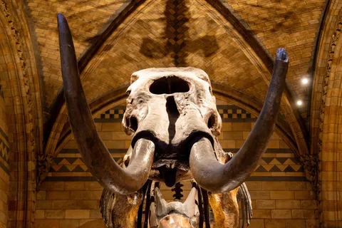 Squelette de mastodonte au Natural History Museum, Royaume-Uni — Nicolas Marincic