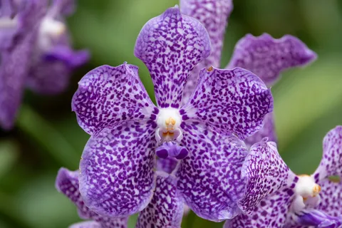 Spotted purple vanda orchid, National Orchid Garden, Singapore — Nicolas Marincic
