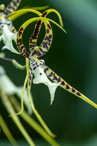 Spider orchid (Brassia), National Orchid Garden, Singapore — Nicolas Marincic