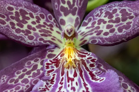 Spotted orchid, Singapore — Nicolas Marincic