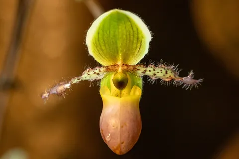Slipper orchid (Paphiopedilum), Singapore — Nicolas Marincic