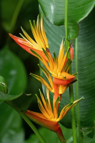 Heliconia, Singapore Botanic Gardens, Singapore — Nicolas Marincic