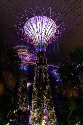 Supertree in purple light, from below, Singapore — Nicolas Marincic