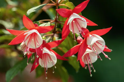 Fuchsias in the Flower Dome, Singapore — Nicolas Marincic
