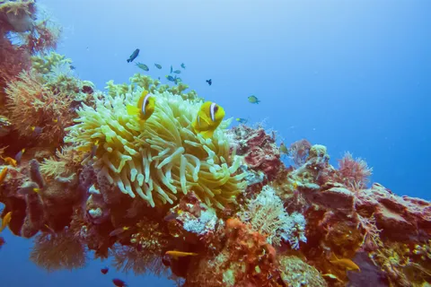 Clownfish and anemone on the coral-covered mast of the Umbria, Sudan — Nicolas Marincic