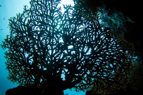 Black coral fan silhouetted against the blue, Umbria wreck, Sudan — Nicolas Marincic