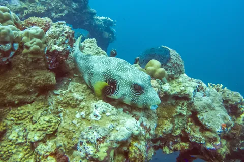 Pufferfish on coral, Umbria wreck, Sudan — Nicolas Marincic