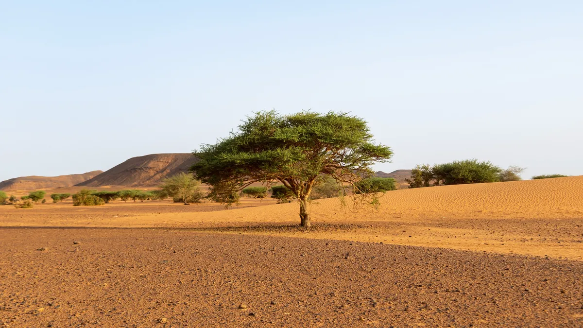 Lone acacia in the Butana desert, Naqa, Sudan — Nicolas Marincic