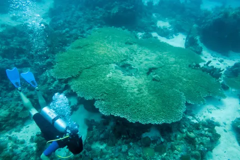 Diver over table coral, Red Sea, Sudan — Nicolas Marincic
