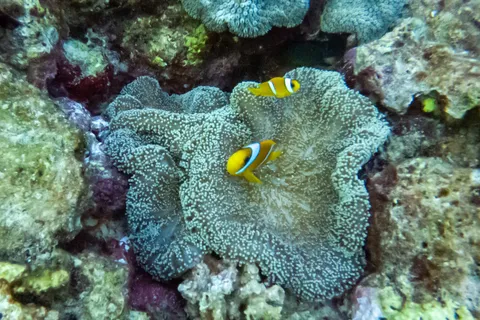 Clownfish in its anemone, Red Sea, Sudan — Nicolas Marincic