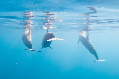 Spinner dolphins just below the surface, Red Sea, Sudan — Nicolas Marincic