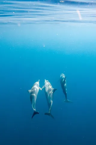 Spinner dolphins descending, Red Sea, Sudan — Nicolas Marincic