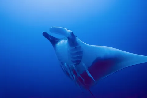 Manta ray passing overhead, Red Sea, Sudan — Nicolas Marincic