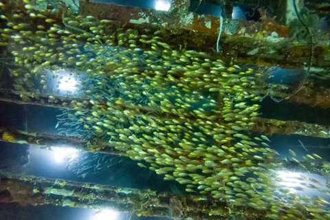 Glassfish swarm inside Precontinent II, Sha’ab Rumi, Sudan — Nicolas Marincic