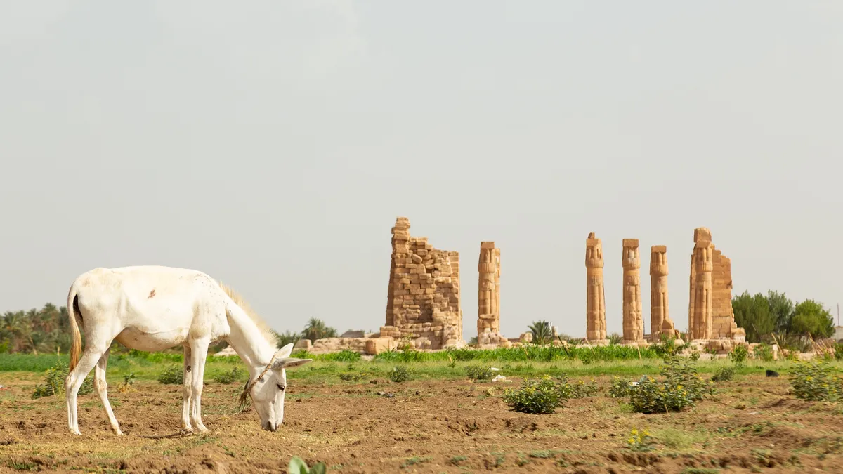 Donkey before the columns of the Soleb temple, Sudan — Nicolas Marincic
