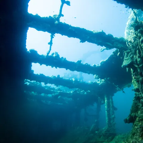 Diving in the Red Sea, Sudan — Nicolas Marincic