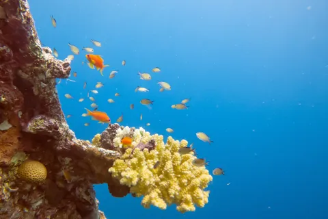 Anthias around a coral, Sudan — Nicolas Marincic