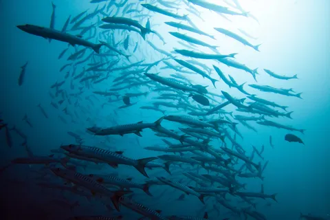 School of barracuda, Sudan — Nicolas Marincic