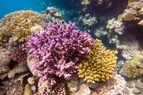 Garden of colourful corals, Sudan — Nicolas Marincic