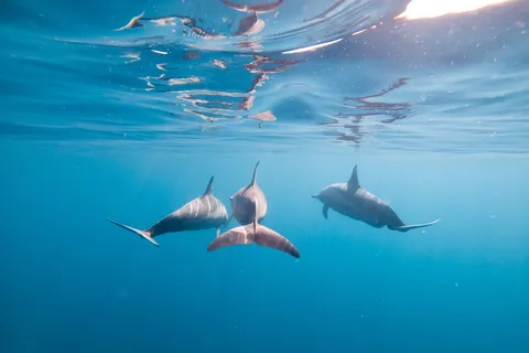 Dolphins beneath the surface, Sudan — Nicolas Marincic