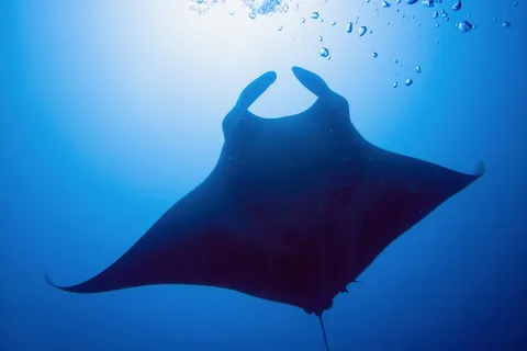 Manta ray silhouetted against the light, Sudan — Nicolas Marincic
