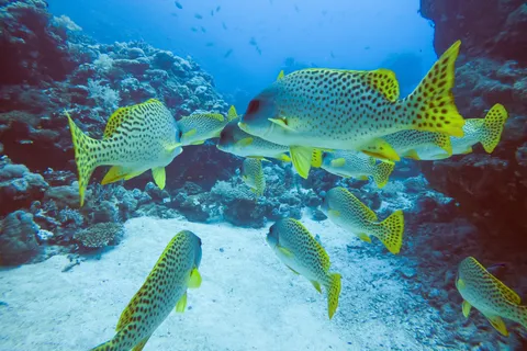 Blackspotted sweetlips on the reef, Sudan — Nicolas Marincic