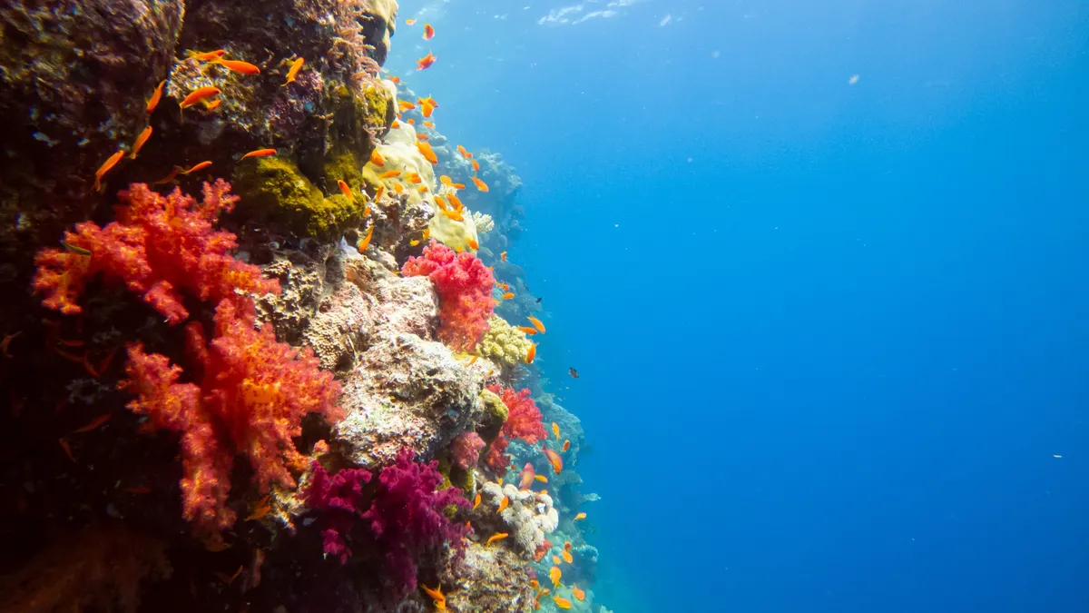 Soft corals on a reef wall, Sudan — Nicolas Marincic