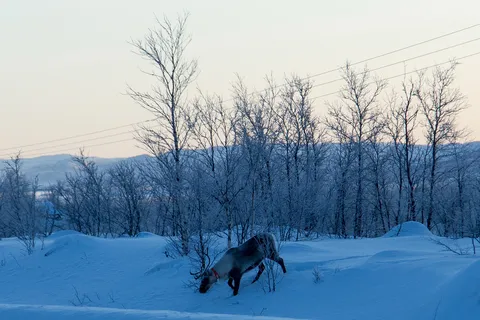 Reindeer foraging under frosted birches, Sweden — Nicolas Marincic