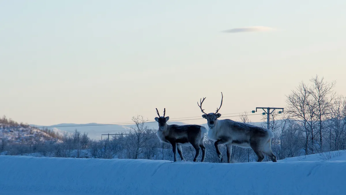 Two reindeer on a snowbank, Lapland, Sweden — Nicolas Marincic