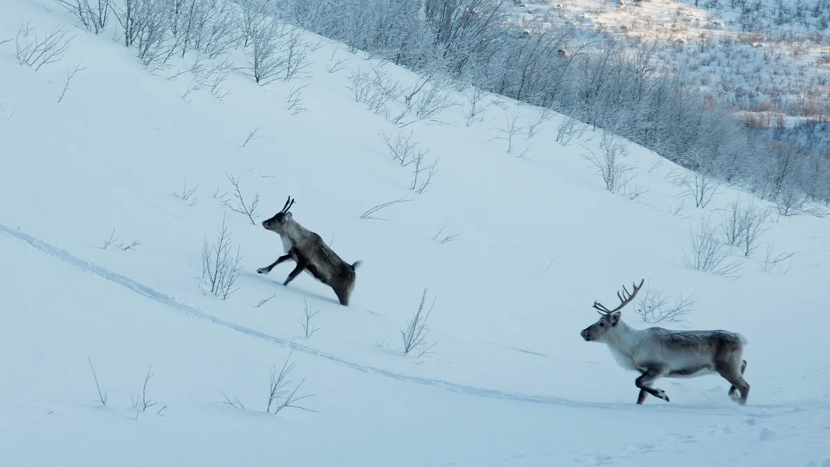 Reindeer running down a snowy slope, Sweden — Nicolas Marincic