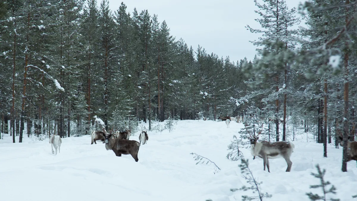 Reindeer in a snowy pine forest, Sweden — Nicolas Marincic