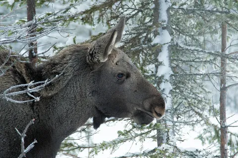 Moose among snowy branches, Sweden — Nicolas Marincic