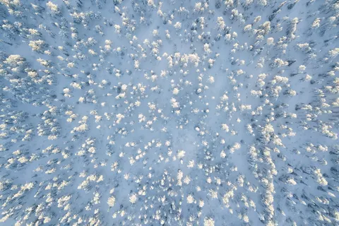 Forêt enneigée vue du ciel, Suède — Nicolas Marincic