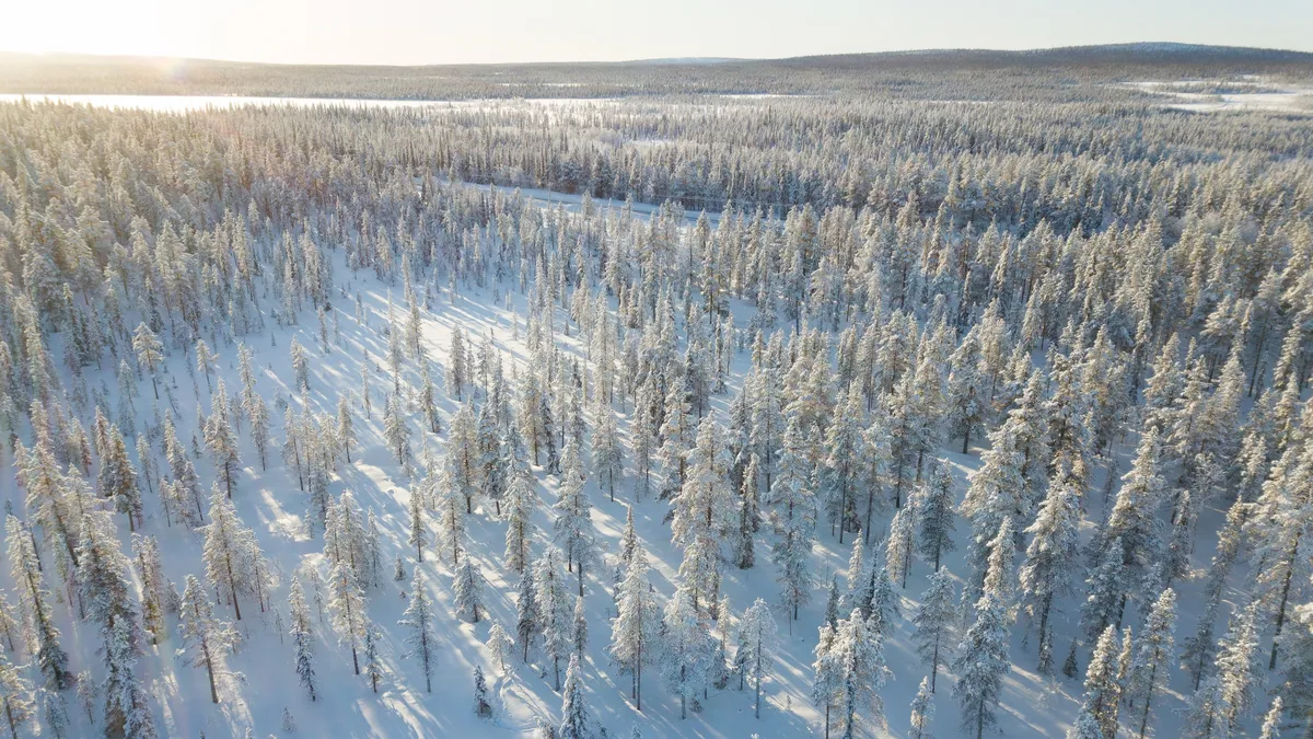 Forêt boréale sous la neige, Suède — Nicolas Marincic