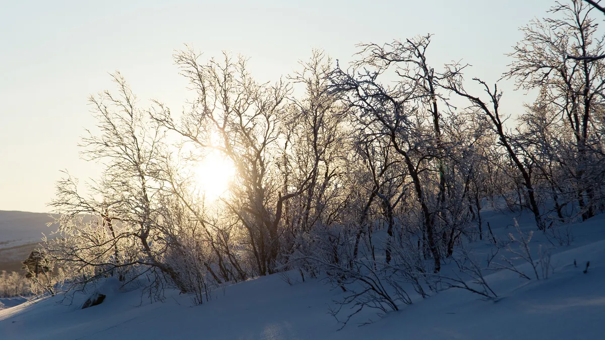 Bouleaux givrés face au soleil d’hiver, Suède — Nicolas Marincic